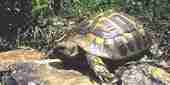 Tortue